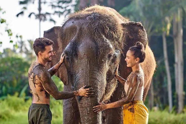 bali zoo elephant mud bath